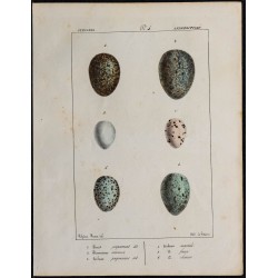 1830 - Œufs anisodactyles 