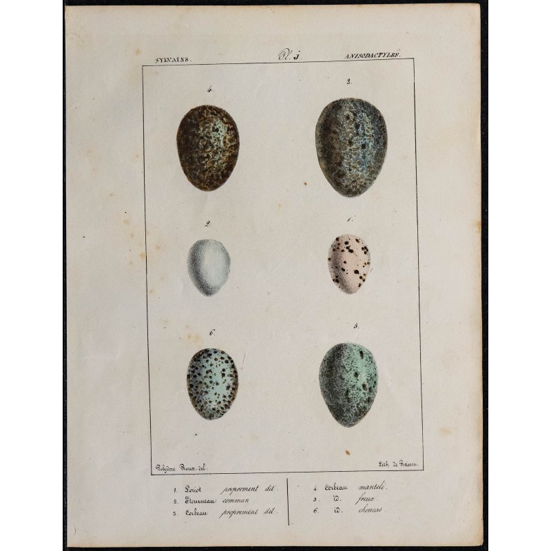 1830 - Œufs anisodactyles 
