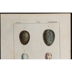1830 - Œufs anisodactyles 