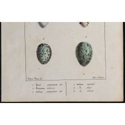 1830 - Œufs anisodactyles 