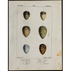 1830 - Œufs Échassiers 