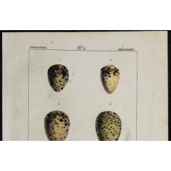 1830 - Œufs Échassiers 