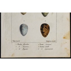 1830 - Œufs Échassiers 