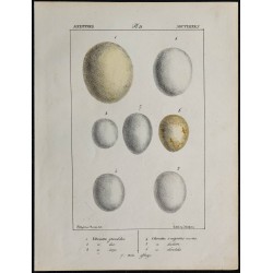 1830 - Œufs de rapaces nocturnes 