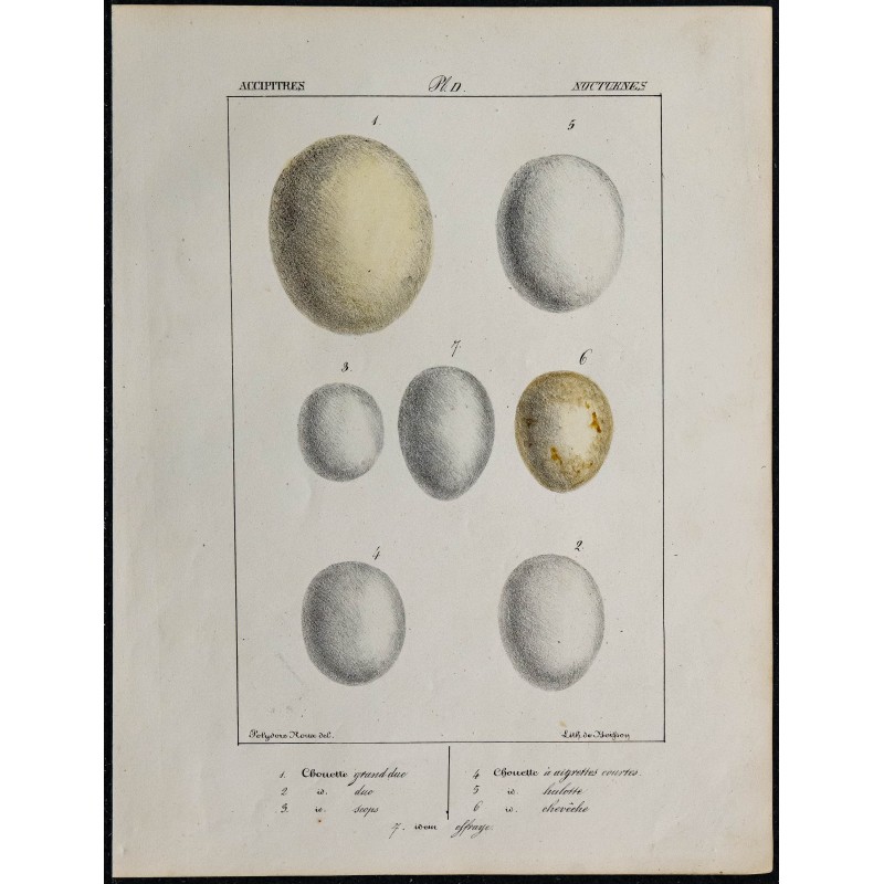 1830 - Œufs de rapaces nocturnes 