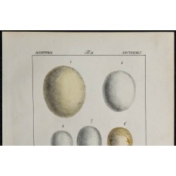 1830 - Œufs de rapaces nocturnes 
