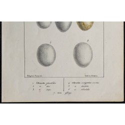 1830 - Œufs de rapaces nocturnes 
