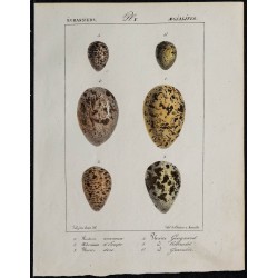 1830 - Œufs d'échassiers 