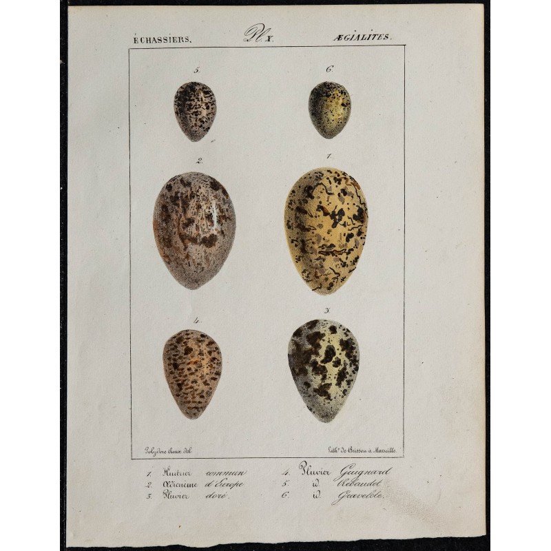 1830 - Œufs d'échassiers 