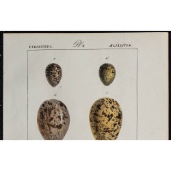 1830 - Œufs d'échassiers 