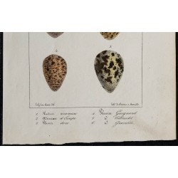 1830 - Œufs d'échassiers 
