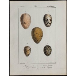 1830 - Œufs Gallinacés et Palmipèdes 