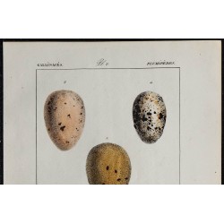 1830 - Œufs Gallinacés et Palmipèdes 