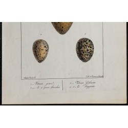 1830 - Œufs Gallinacés et Palmipèdes 
