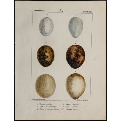 1830 - Œufs Accipitridés (Busards & Buses) 