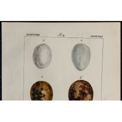 1830 - Œufs Accipitridés (Busards & Buses) 