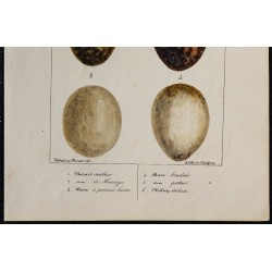 1830 - Œufs Accipitridés (Busards & Buses) 