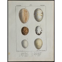 1830 - Œufs Accipitridés diurnes 