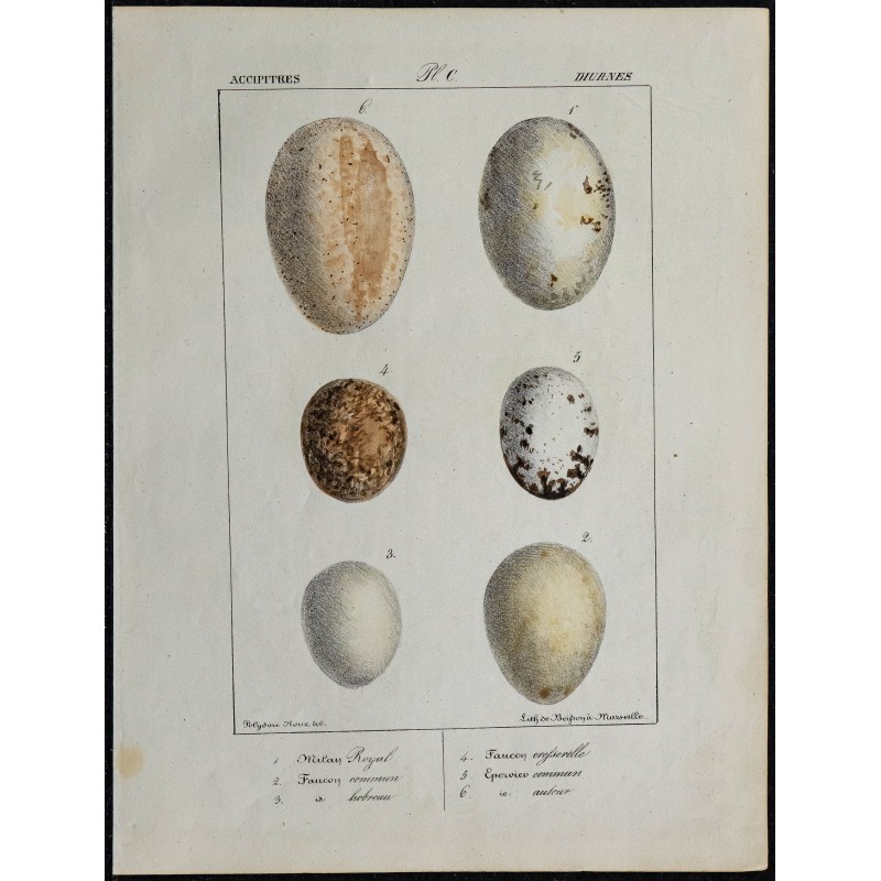 1830 - Œufs Accipitridés diurnes 