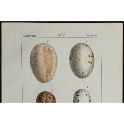 1830 - Œufs Accipitridés diurnes 