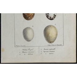 1830 - Œufs Accipitridés diurnes 