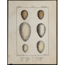 1830 - Œufs oiseaux marins 