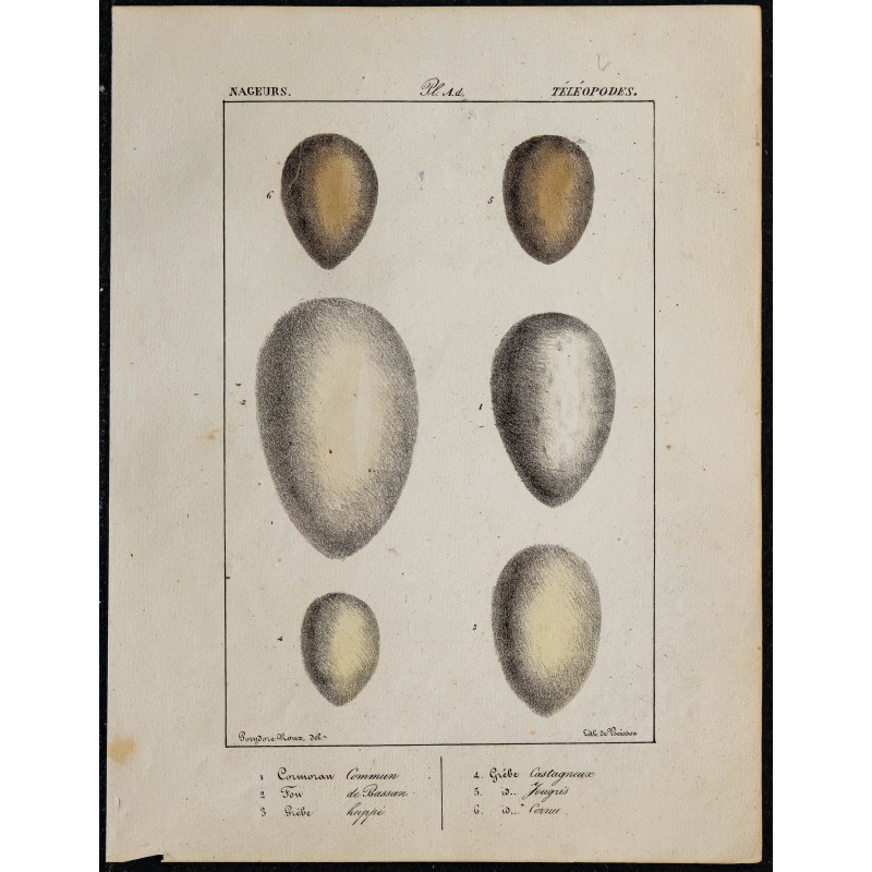 1830 - Œufs oiseaux marins 