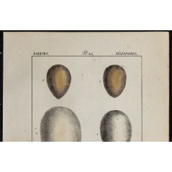 1830 - Œufs oiseaux marins 