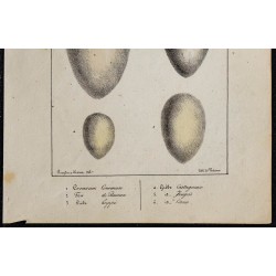 1830 - Œufs oiseaux marins 
