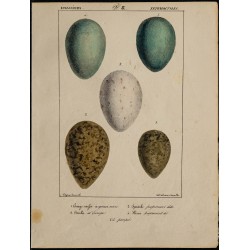 1830 - Œufs échassiers 