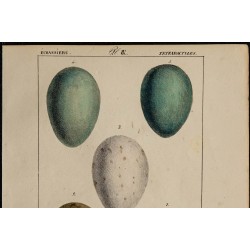 1830 - Œufs échassiers 