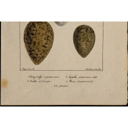 1830 - Œufs échassiers 