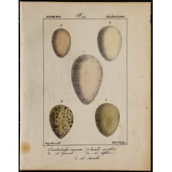 1830 - Œufs Nageurs (Canards) 