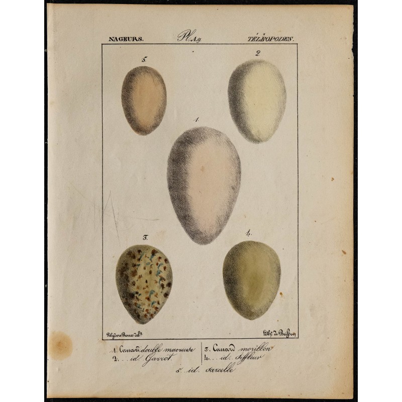 1830 - Œufs Nageurs (Canards) 