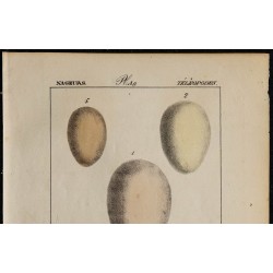 1830 - Œufs Nageurs (Canards) 