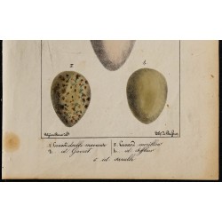 1830 - Œufs Nageurs (Canards) 