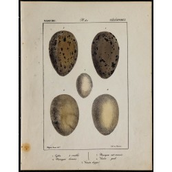 1830 - Œufs Nageurs / Téléopodes 