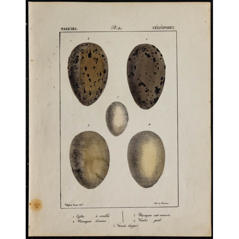 1830 - Œufs Nageurs / Téléopodes 