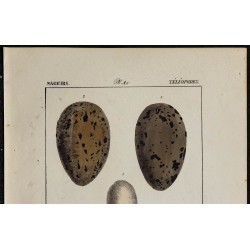 1830 - Œufs Nageurs / Téléopodes 