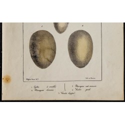 1830 - Œufs Nageurs / Téléopodes 