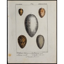 1830 - Œufs échassiers 