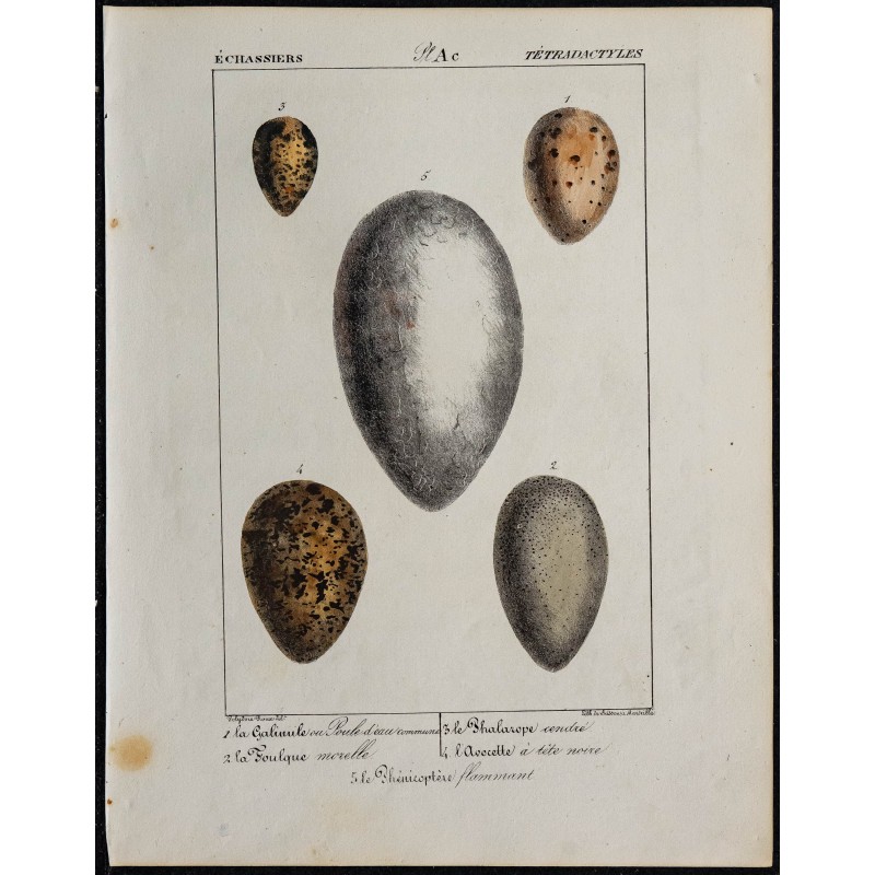 1830 - Œufs échassiers 1830 - Œufs échassiers