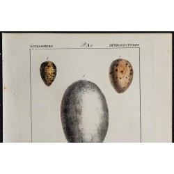 1830 - Œufs échassiers 