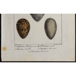 1830 - Œufs échassiers 