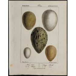 1830 - Œufs d'Échassiers 