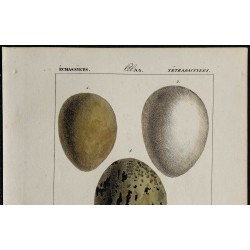 1830 - Œufs d'Échassiers 