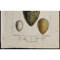 1830 - Œufs d'Échassiers 
