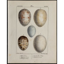 1830 - Oeufs d'oiseaux rapaces 