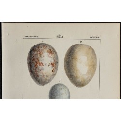 1830 - Oeufs d'oiseaux rapaces 