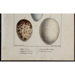 1830 - Oeufs d'oiseaux rapaces 